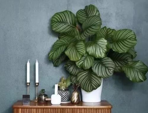 喜阴|6种花天生“喜阴”,明亮光照就能长得绿油油,晒太阳会黄叶!