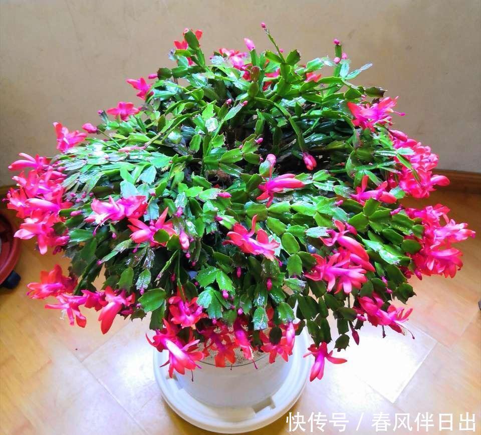 冬天花开败了怎么办?修剪施肥好好管理,还能再开一茬