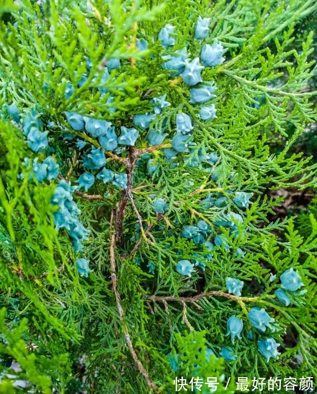 扁柏|旅行识花，它开花像花又似果，墓地陵园最多却少有人见过它