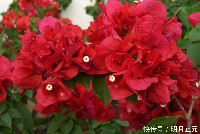 修剪|三角梅迟迟不开花,4个方法催花,2个月后就开花,又多又鲜艳