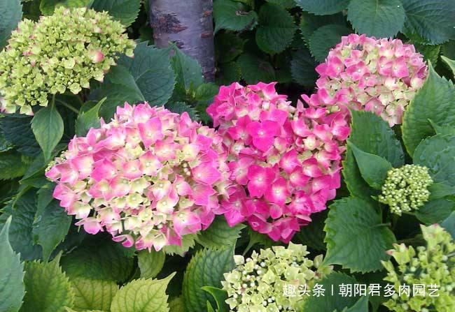 秋养绣球花,掌握2个小技巧,明年开花准爆盆