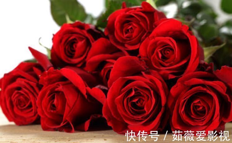 喜欢菊花，不如养盆“精品玫瑰”黑魔术，花开色如黑墨，高贵典雅