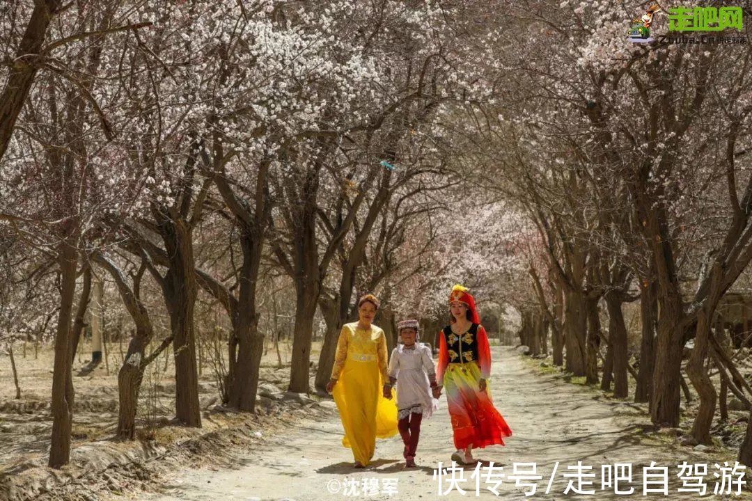 帕米尔高原|走！这个春天去南疆，约会帕米尔高原的杏花