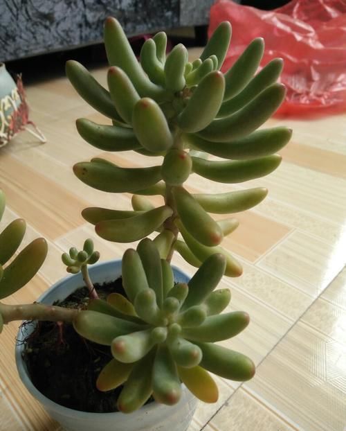 4种漂亮多肉,就适合贱养,不然容易徒长,影响美观