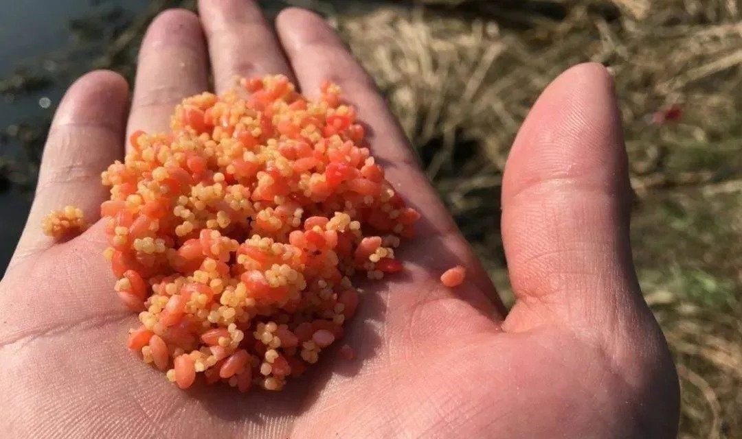 秋季廉价鲫鱼窝,却是最好的聚鱼窝料,这五样东西混合就行