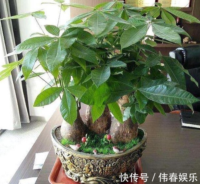 养发财树,做好“关键点”,开花结果很容易,像打鸡血一样疯长