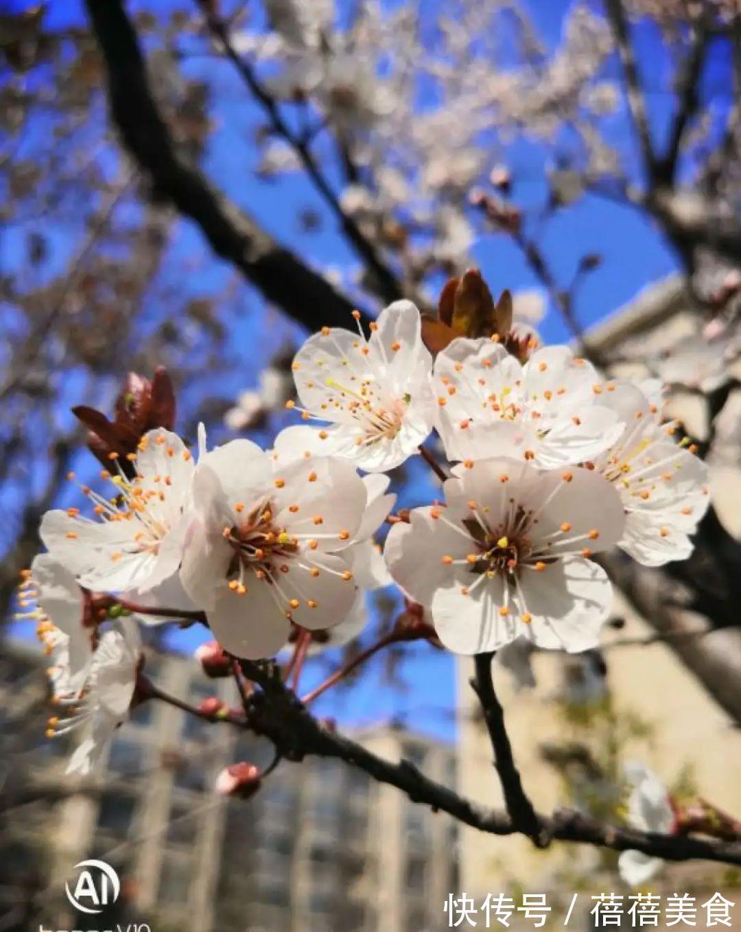 命中花|你几月出生，最旺你的“命中花”就是它，真准