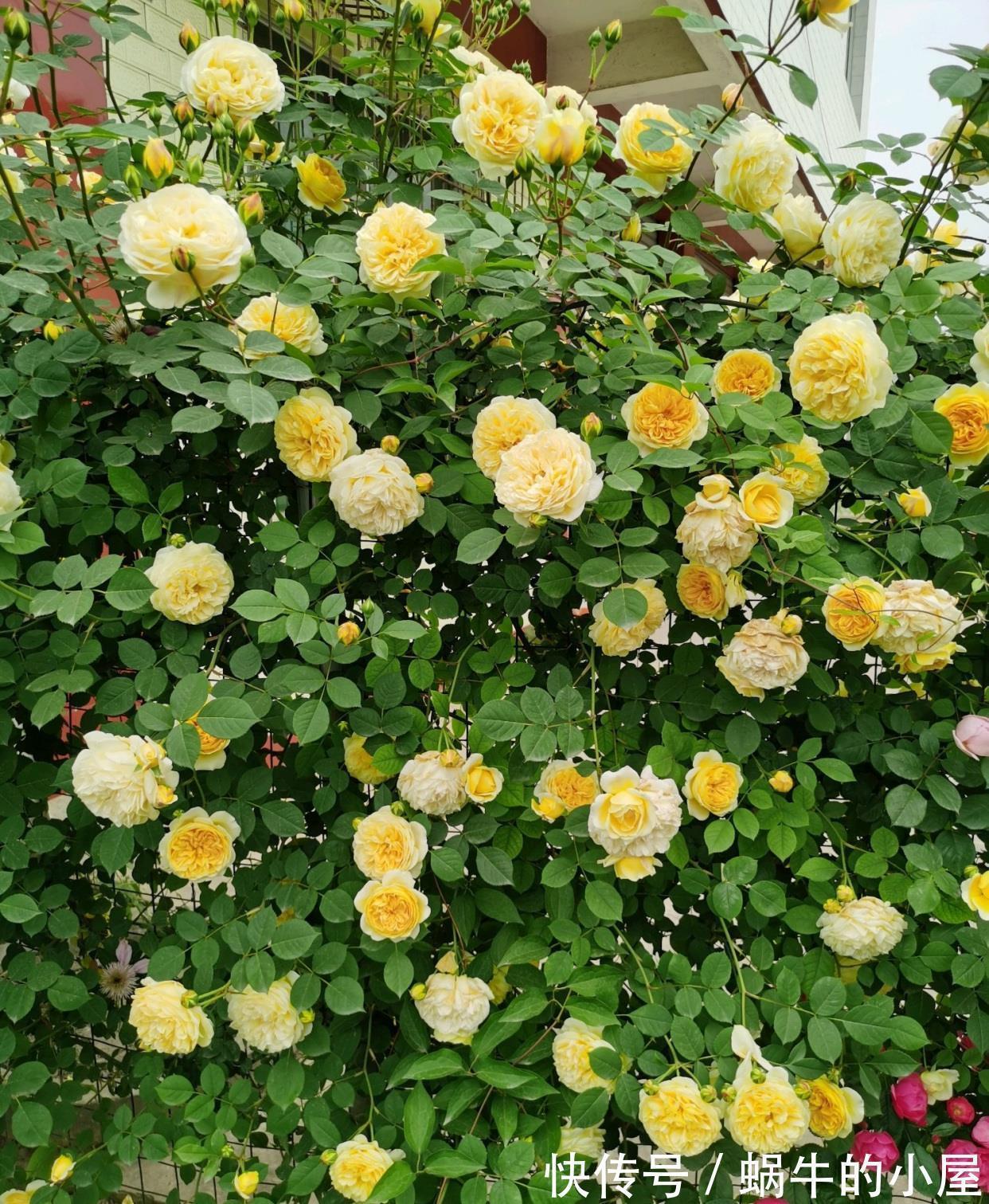 藤本月季|又美又香的花,花量大,多季开花,可做花墙,阳台也能种