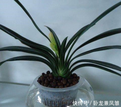 根部|君子兰别用土培了,烂根太严重,就用它养,再也不烂根!