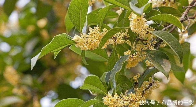 正好碰到路边修剪2种树，捡点枝条拿回家，扦插成盆栽开花香极了！