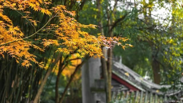 瑞鹧鸪！枯叶诗词13首破洞犹生残缺美，譬如遗憾伴人生