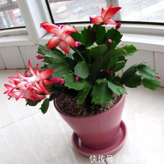 养蟹爪兰，掌握4个小技巧，过年时绿叶间挂满“红花”