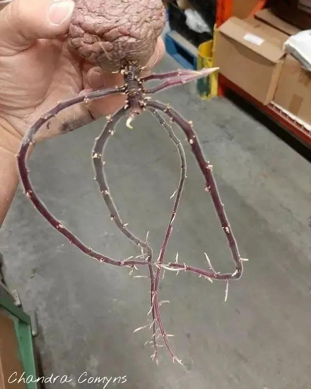 生物|土豆发芽有多恐怖!26张照片告诉你,它才是这个星球最神奇生物