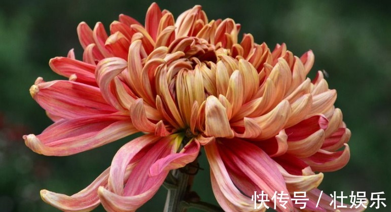 自从知道“3个”小妙招,再也不愁夏天菊花养不好!开花爆盆好养