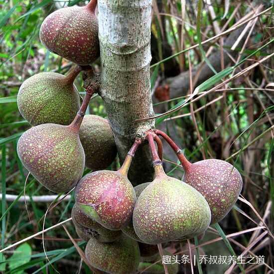 美白|不论年龄,女人每天坚持吃两粒,不用依赖面膜,祛斑纹,补血美白