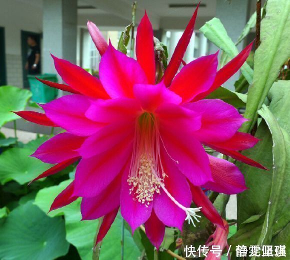 种花|4种花是爆盆能手,开起花来拦不住,太好养给点水就疯长