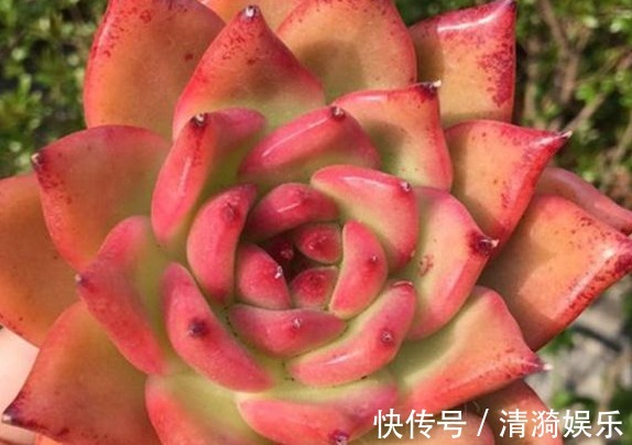 多肉|多肉长势差给它喂上“大补肥”,叶片肥又嫩,爆盆不难