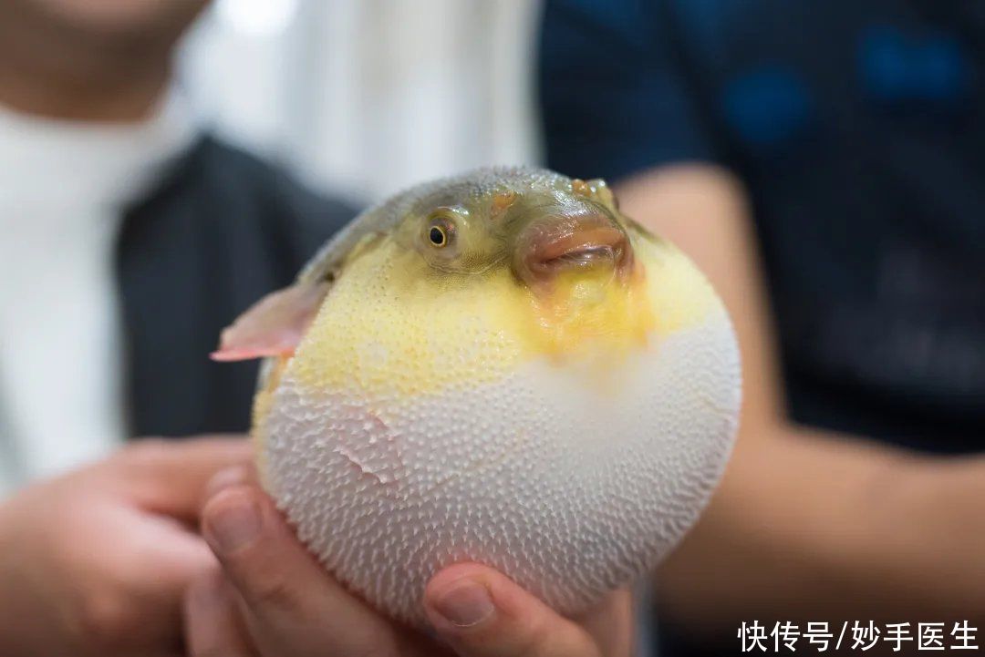 四季豆|红伞伞，白杆杆，吃完一起躺板板，这些剧毒食物，千万别吃