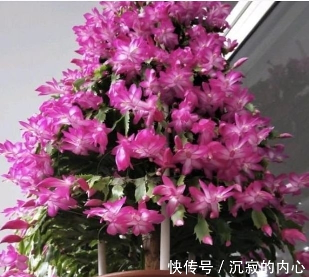 家养此款花卉,花色淡雅,爆盆蓝色一片,好看极了