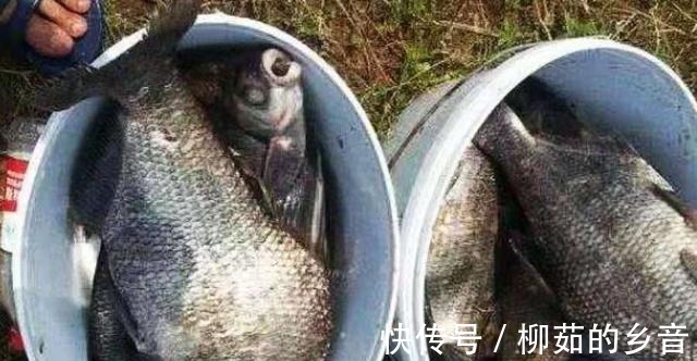 钓友们|入秋了,反而鳊鱼更不好钓照我说的方法调整,不连竿才怪!
