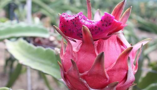 老少皆宜|女性不想皱纹爬上脸,以下水果多吃点,淡化色斑,延缓衰老