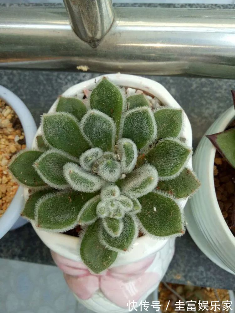 一直都养不活花,直到遇见了多肉!只要用心,就能变美!