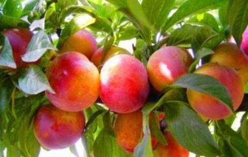 火龙果|女性不想显老,推荐常吃以下食物,加速排便,防治便秘