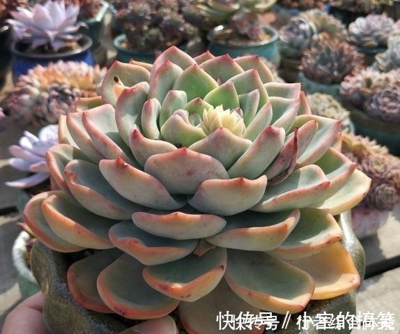 放在顶楼露养1个月后，给多肉拍照的时候，再也不用开滤镜了！