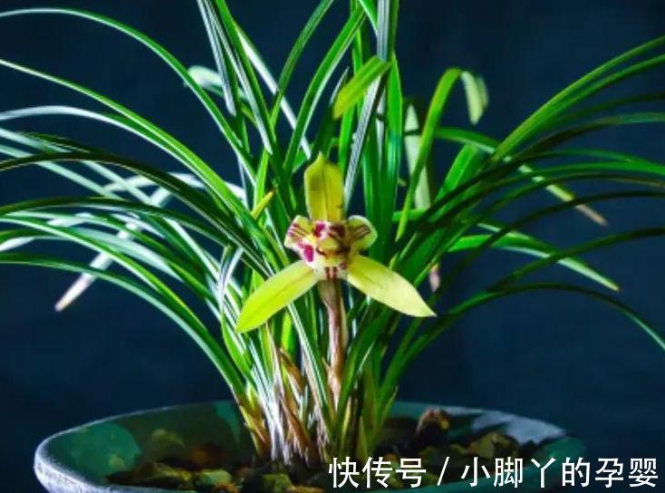 哇塞,6种不怕的漂亮花,天越冷越开花,花大色艳