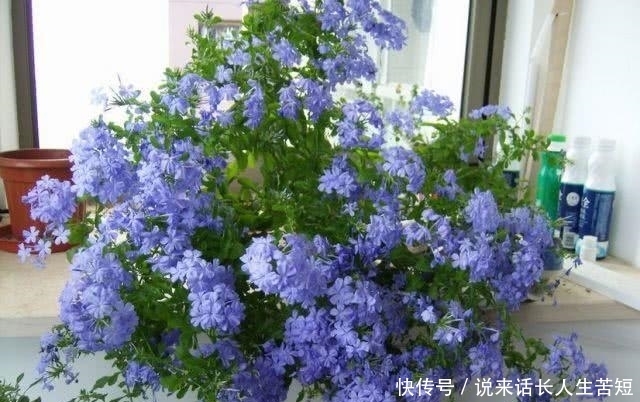 长春花|六月逛花市,看到几种便宜花,喜欢的可以入手,超级爱开花