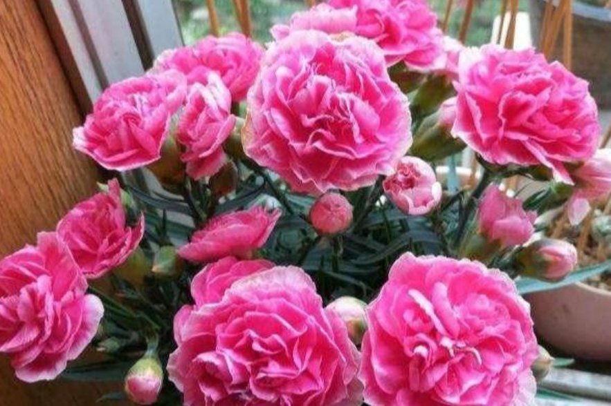 康乃馨|夏天最适合养4种花，耐热、耐晒、开花特别旺，漂亮心情好