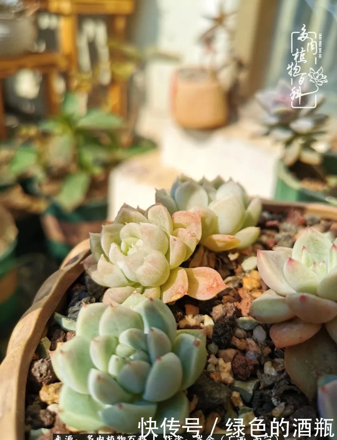 无关利益，不计得失，多肉给了我不一样的感受温暖的方式