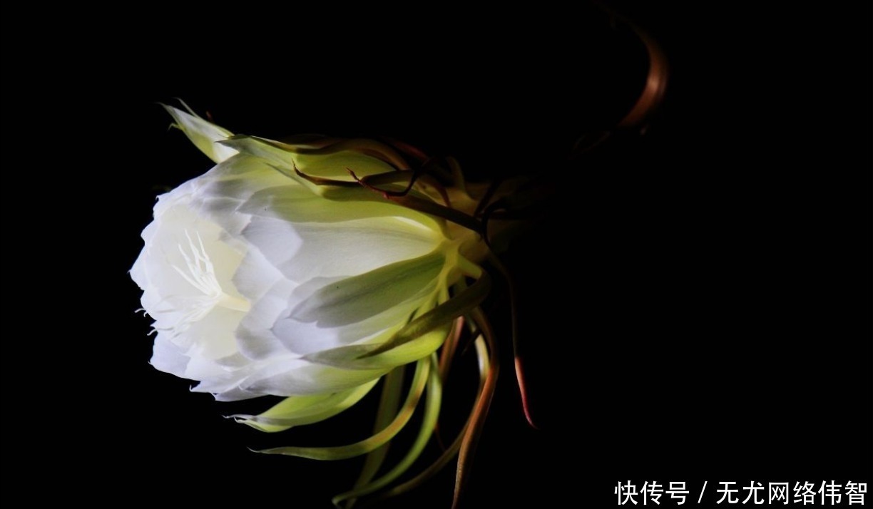 “昙花一现”太惊艳,想试着养又担心养不好,做好这些坐等花开