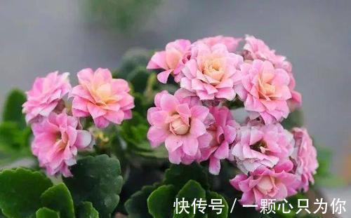 想要把长寿花养好,要做到一少二多三勤