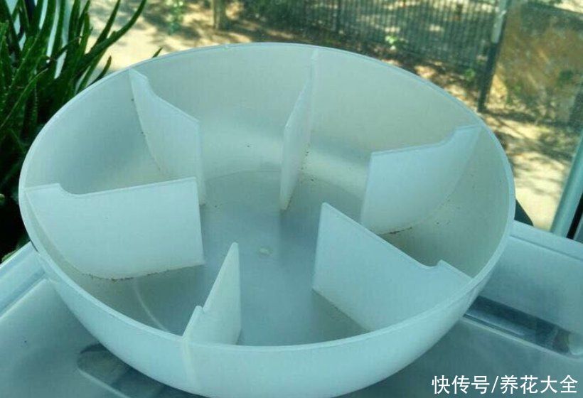 根系|夏季养根有方法，学会这5点，根系发达植株旺