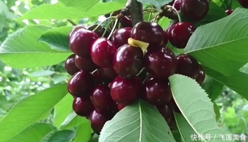 食物|老外抱怨被中国人盯上的食物,外国人就吃不起