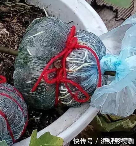 成活率|1个塑料袋1条绳,盆栽1盆变2盆,成活率百分百!