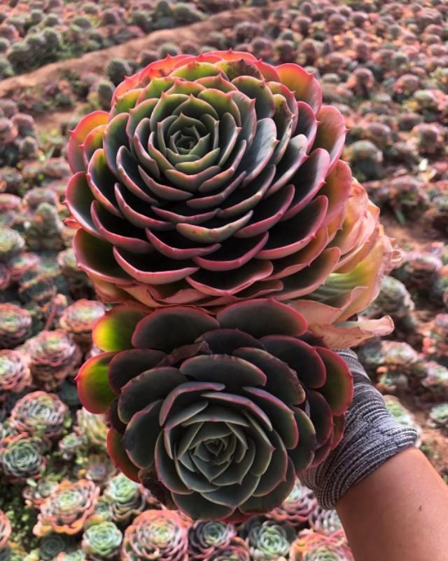 别人的玉蝶种在泥巴里简直太美了!为何你的玉蝶年年养年年死?