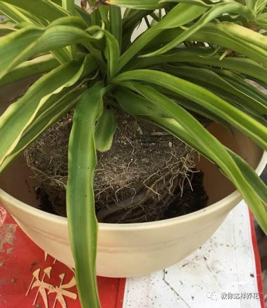 花友|用好3招，吊兰马上抽条长新叶，还呼呼开花！