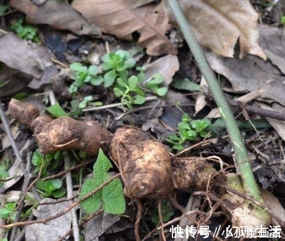 爪子参|这种野草似人参,农民拿它喂猪,却不知它是价值昂贵的“鸡爪参”