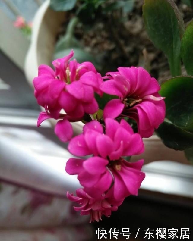 长寿花夏天有什么忌讳这3点不能做,秋天早开花、花量多