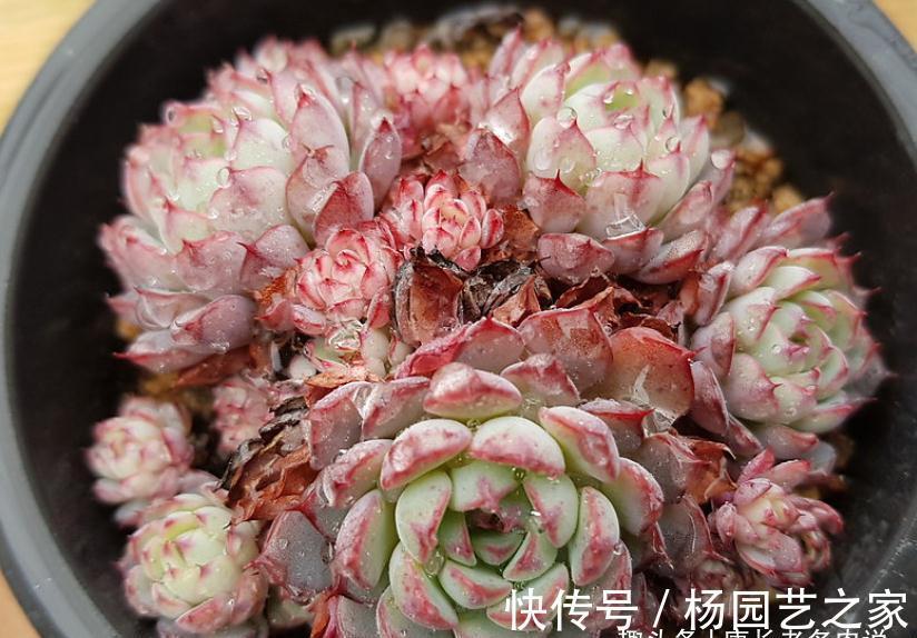 我说姬莲系多肉全都是“大美妞”,不服来看看这粉嫩可爱的劳埃德