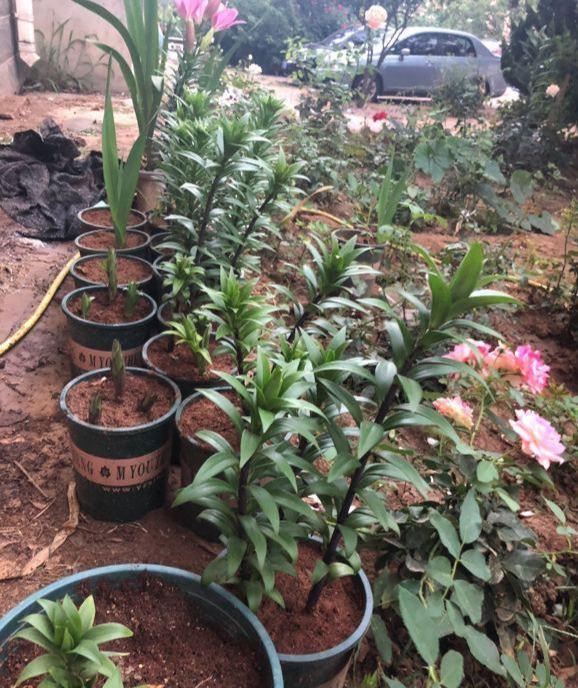 春天种百合,2个月就开花,土里埋一次。来年一大窝,满是百合花