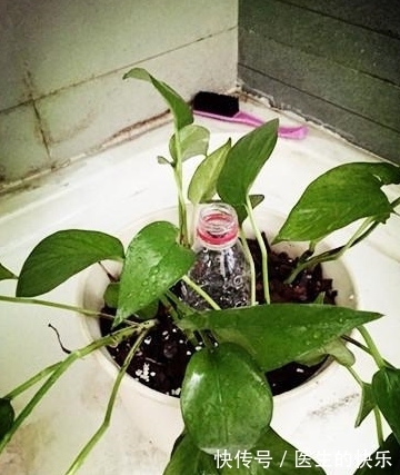 自制|自制“绿萝柱”，3分钟学会，“绿萝”往上爬，叶片脸盆大！