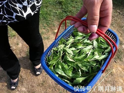 菊科马兰属|曾是民间救饥菜，如今6元一斤成高钾菜，营养比菠菜高，可别错过