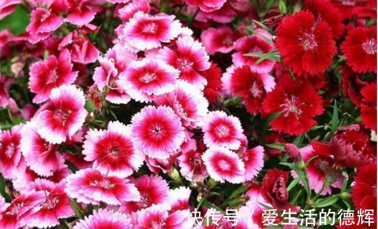 天竺牡丹|家里就养4种花,看了就让人沉醉,年年开花不断,美!