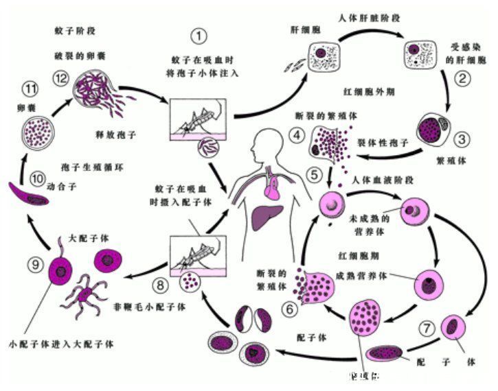 疟疾认证|中国获世卫组织消除疟疾认证！青蒿素、浸药蚊帐和“1-3-7”模式正走向世界