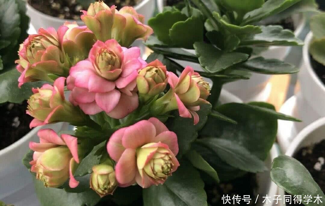  长寿花|冬季养花就养它，不怕冷好养护易扦插，一阳台五颜六色的花