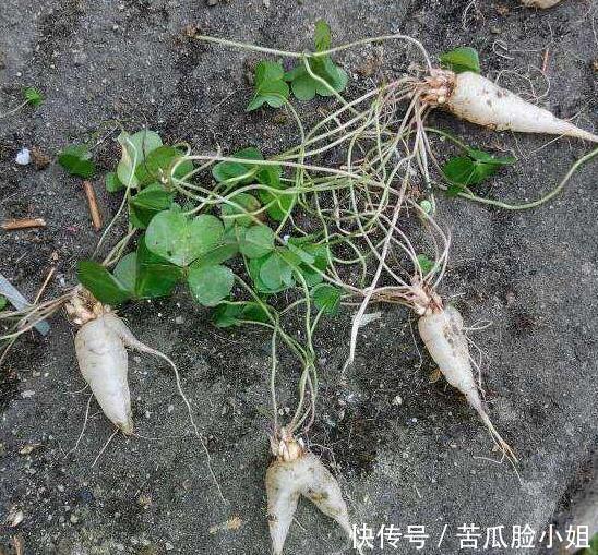 野草|农村满地到处的野草,能清热解毒,治疗月经不调,助消化,你知吗
