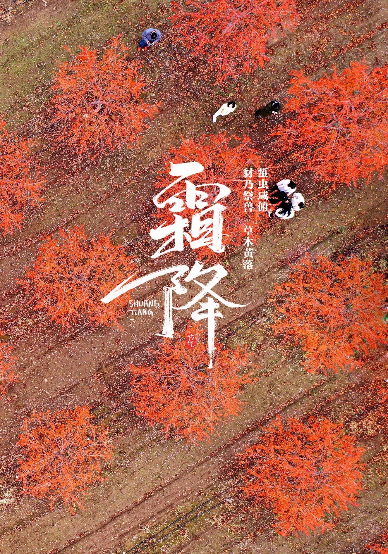 草木黄落！报节气|山明水净夜来霜 数树深红出浅黄